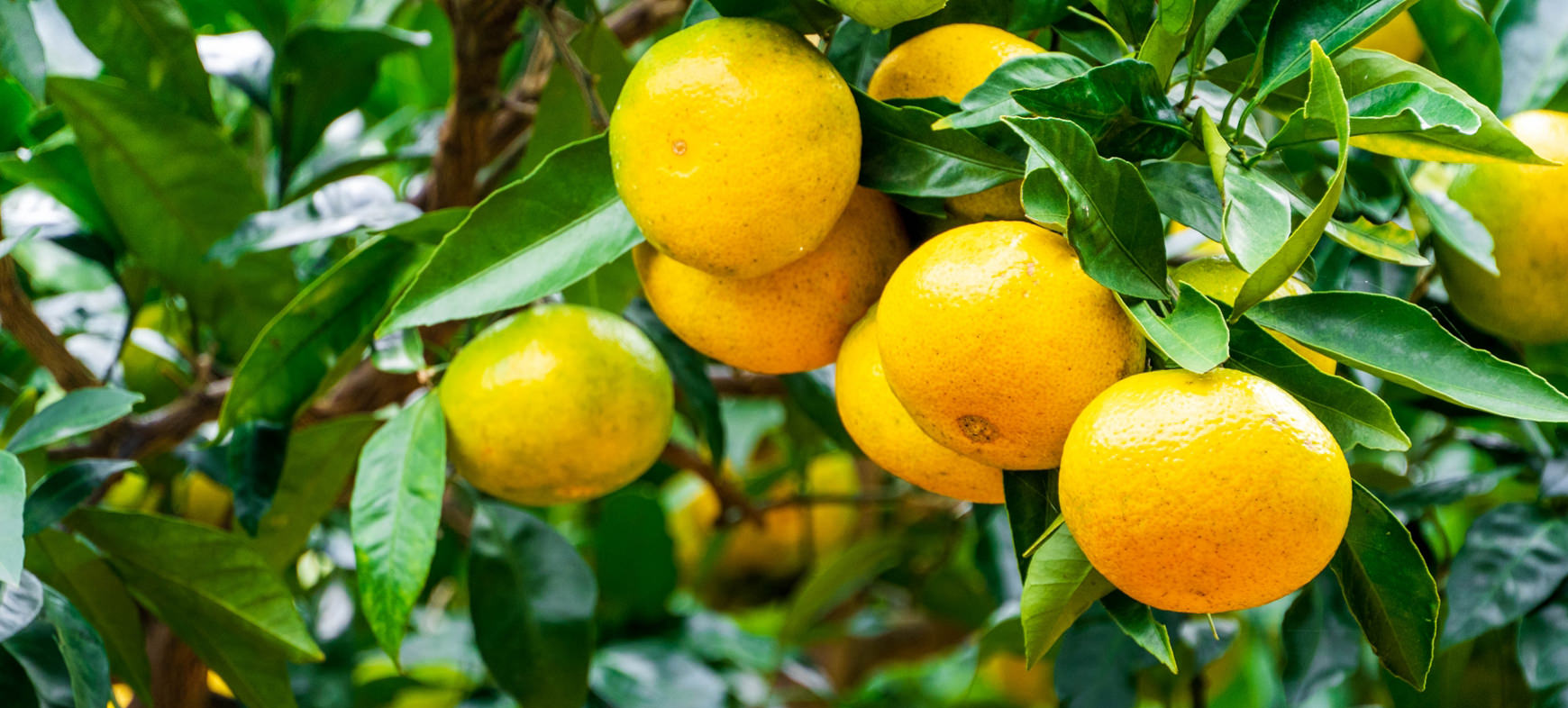 和歌山県の方におすすめのトロフィーやメダルのご紹介